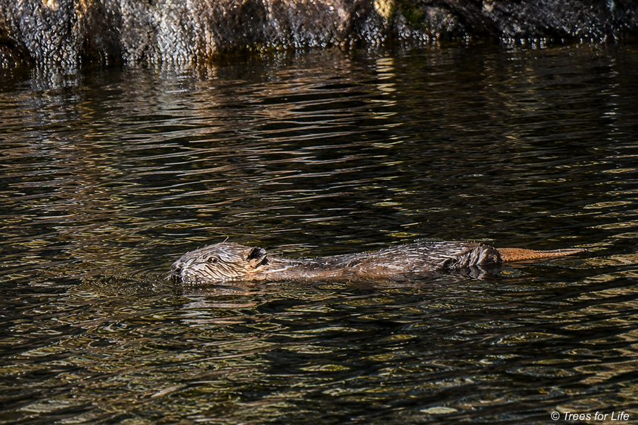 Beaver kit swimming in Glen Affric